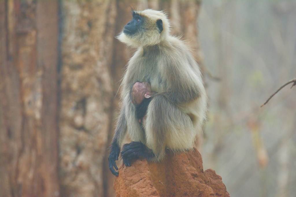 சுயரூபம்