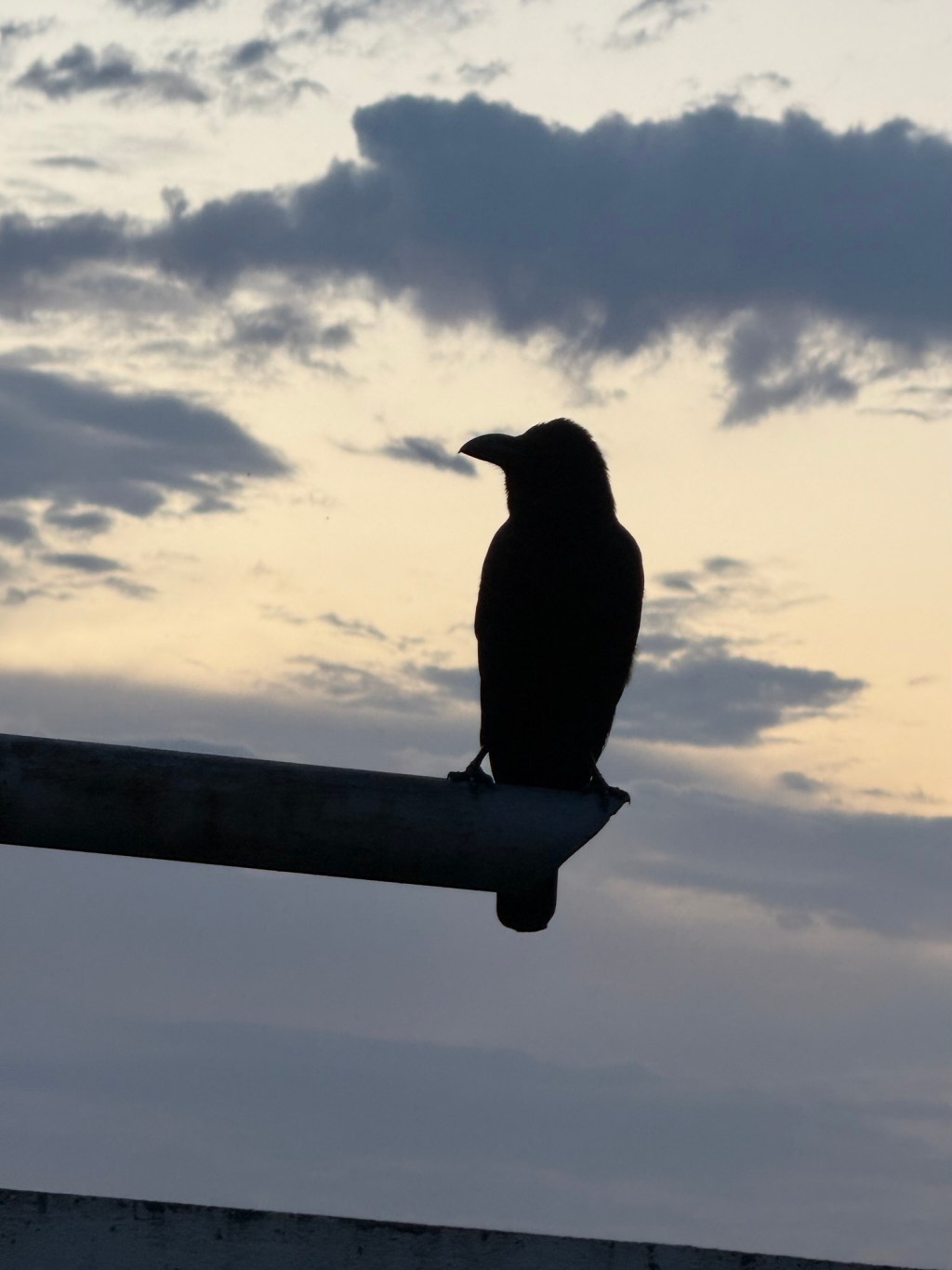 The Source Code of&nbsp;Belonging