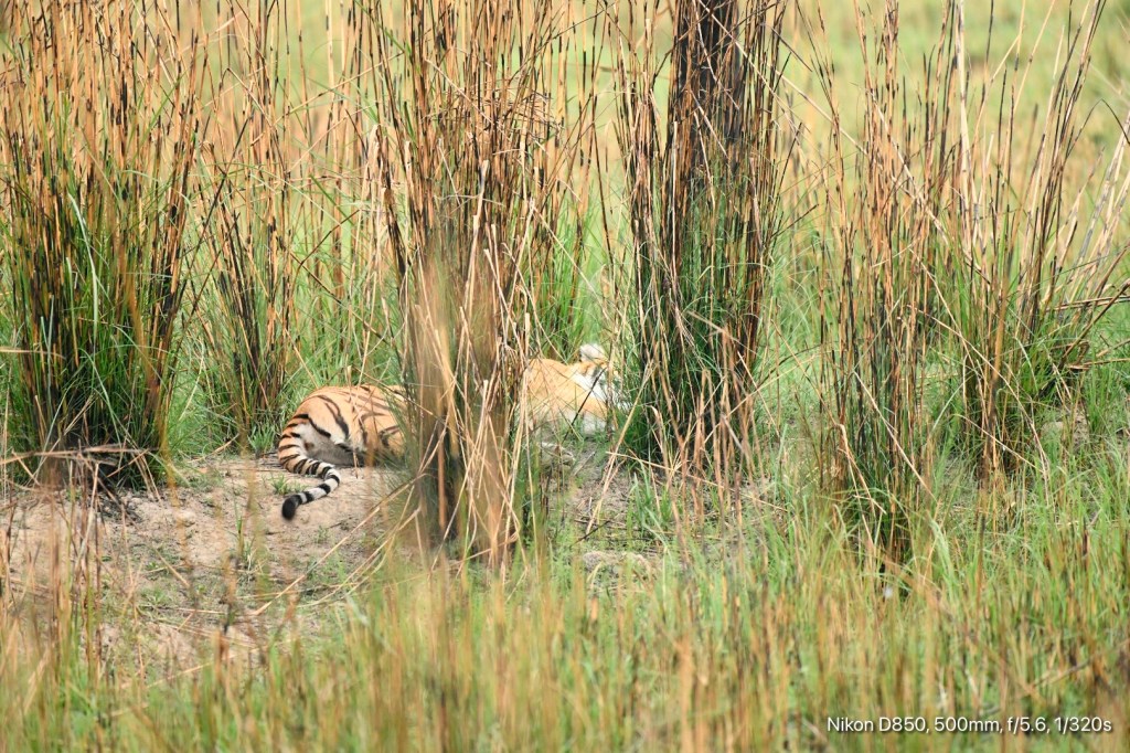 The Stripe in the&nbsp;Static