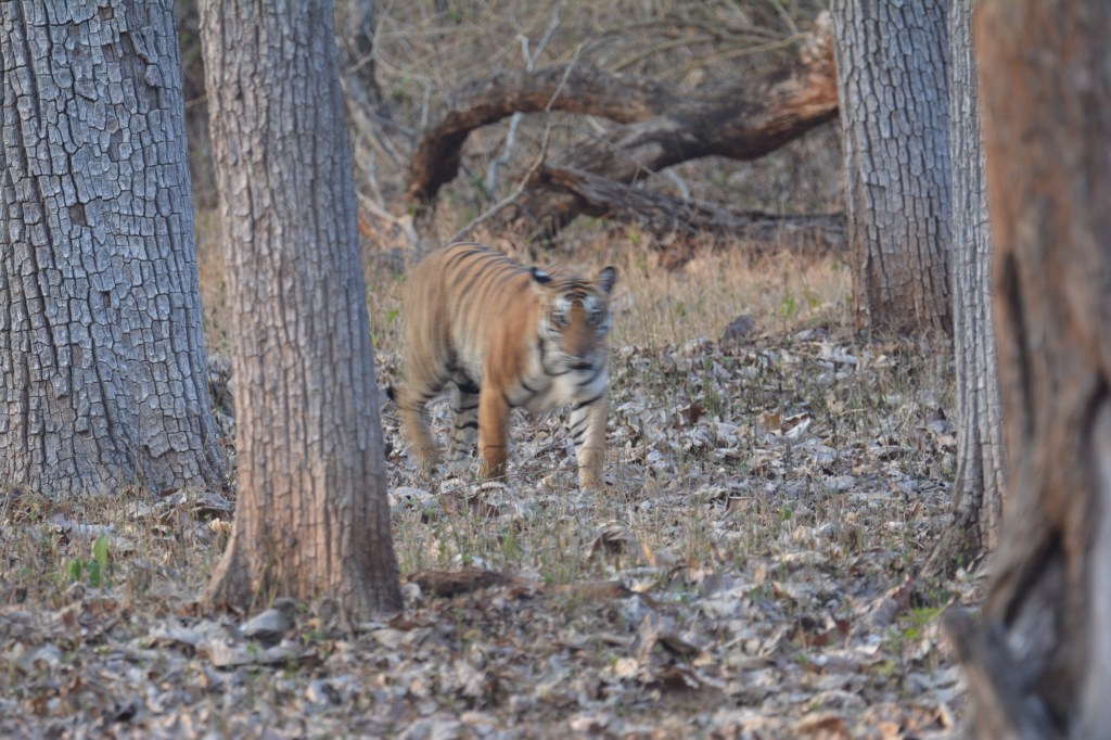 The Missed Photograph