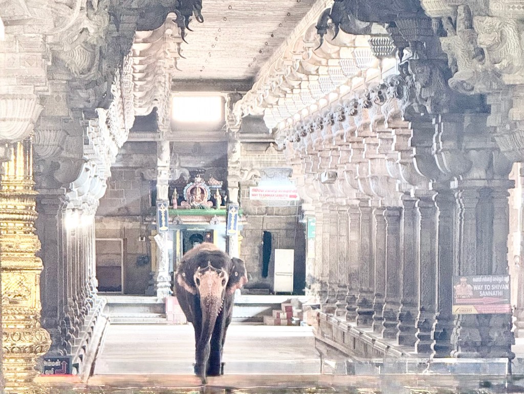 Vedic Seeds, Sanatana Branches