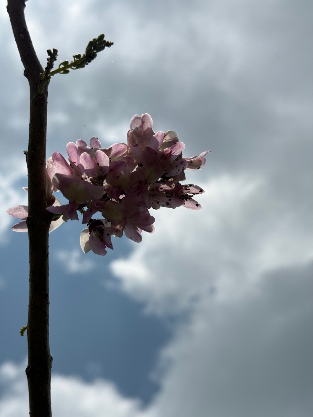 The Monk, The Molecule, and the Method