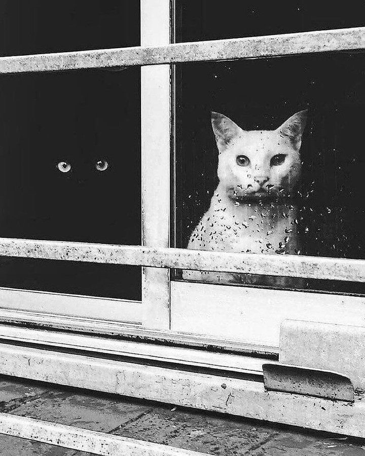 The Ghost in the Machine: Yogic vs.&nbsp;Bhogic