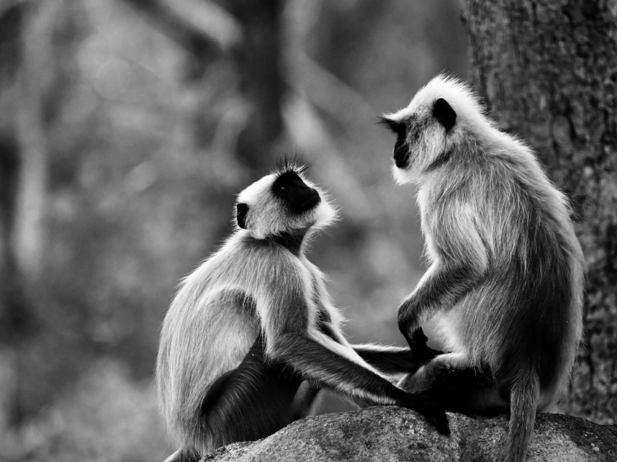 The MinDual Protocol: 2025&nbsp;Integration