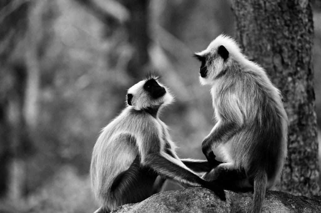 The MinDual Protocol: 2025&nbsp;Integration