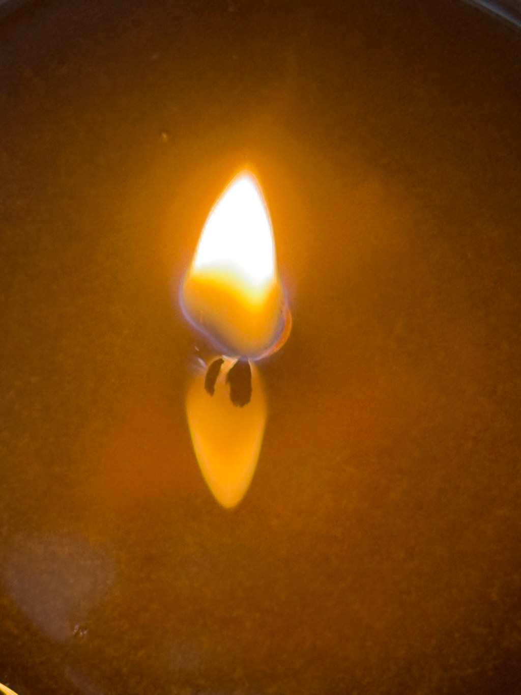 The Library That Walked