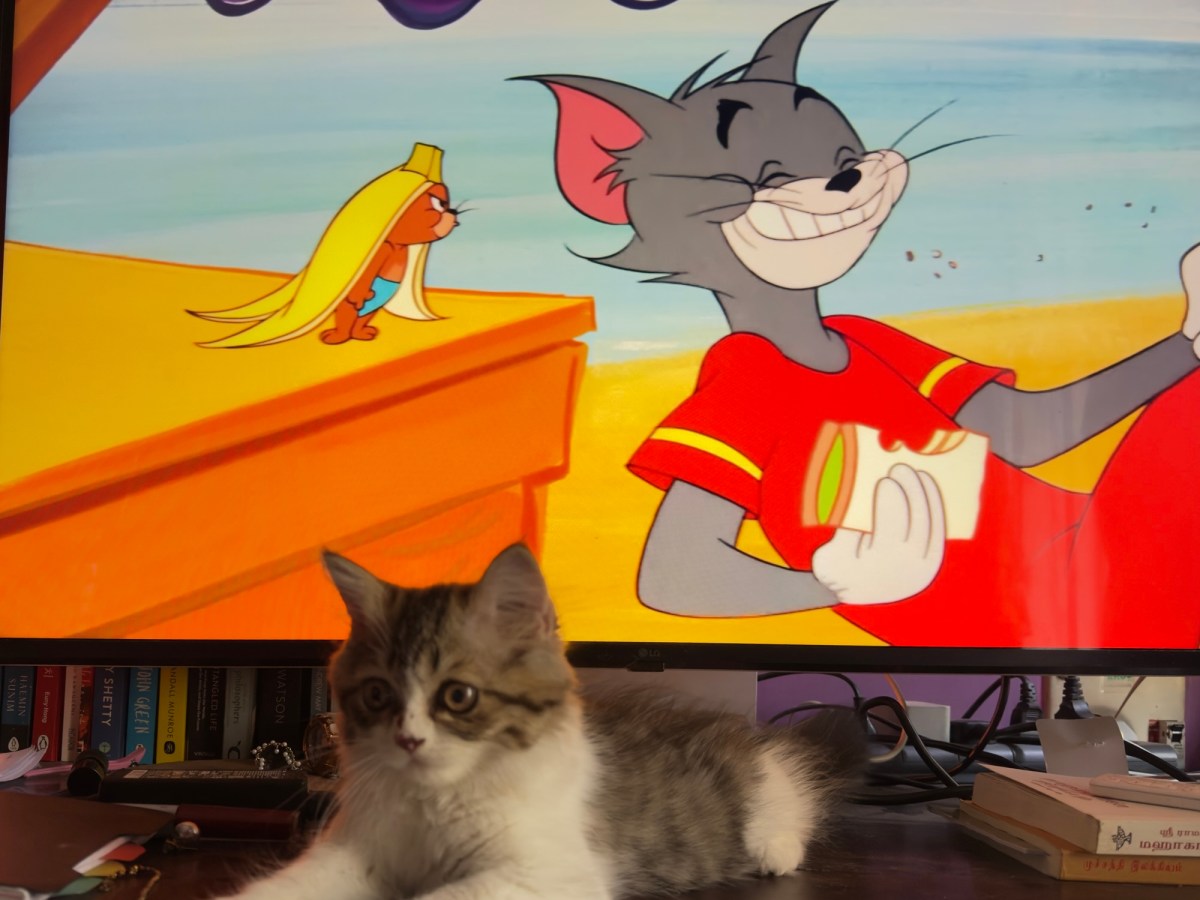 The Catoscope